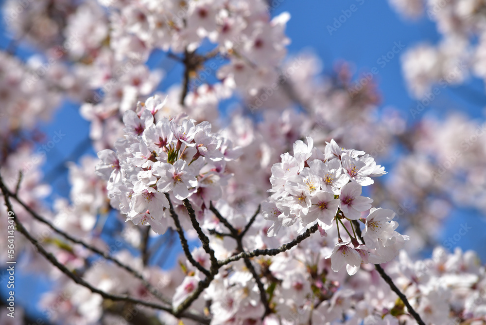 松山城に咲く満開の桜