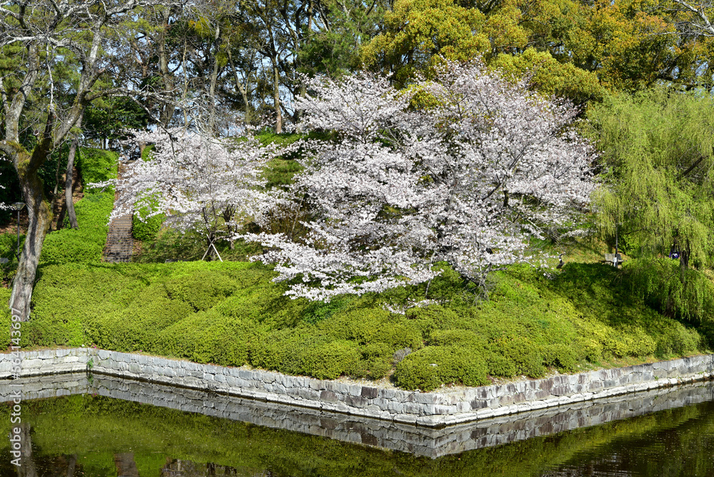 Fototapeta premium 松山城に咲く満開の桜
