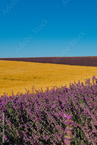 a field with lavender and wheat with a blue sky