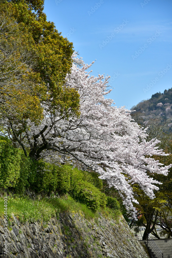 大洲城に咲く満開の桜