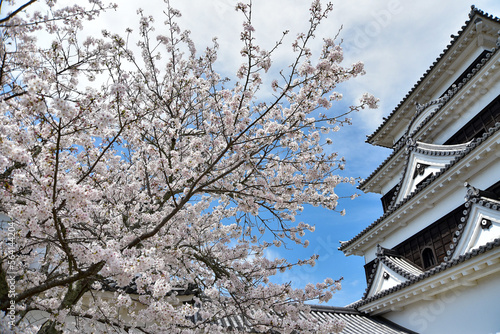 Wallpaper Mural 大洲城に咲く満開の桜 Torontodigital.ca
