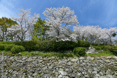 大洲城に咲く満開の桜