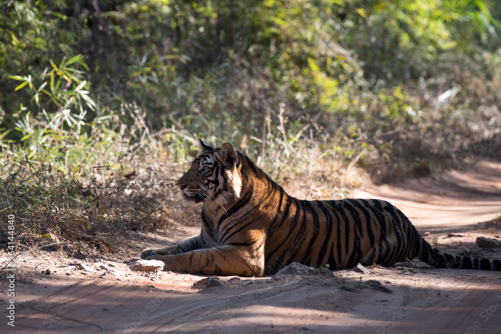 Fototapeta premium Close up of a resting tiger in the jungle with use of selective focus