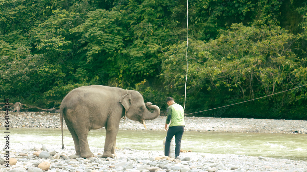 Obraz premium Sumatran Elephants in Conservation Response Unit Tangkahan