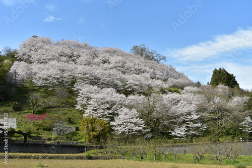 満開に咲く桜の山