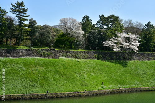 皇居のお堀で満開に咲く桜と菜の花