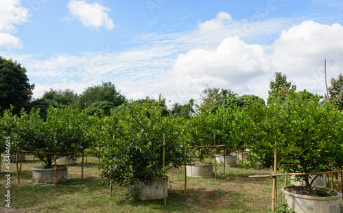 Organic lemon garden grown in cement pipes, Many lemon trees with nature background, Lemon farm