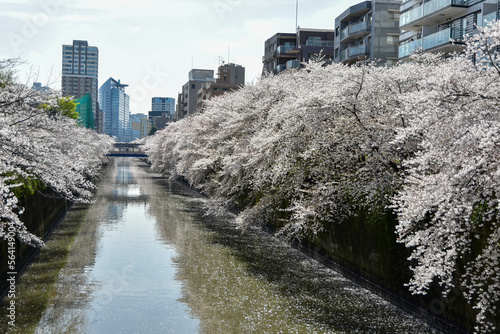 満開に咲く目黒川の美しい桜 © Raicho