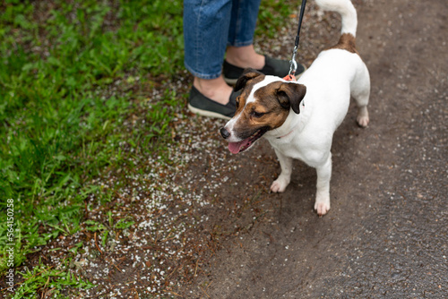 Jack Russell Terrier dog on a walk with the owner