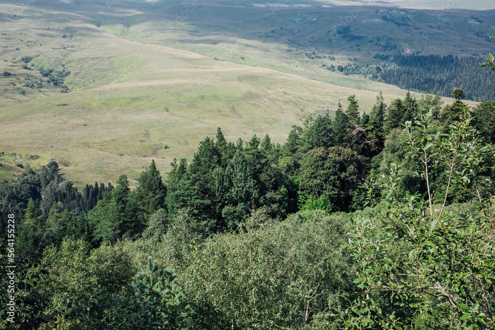 Fototapeta premium green trees in the forest view from above