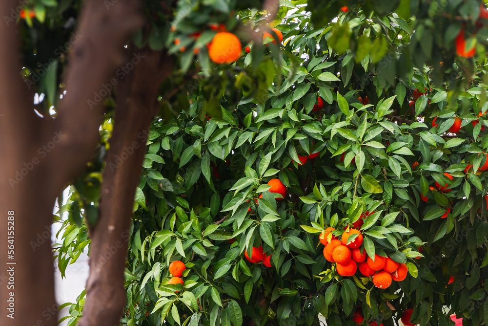 close-up of a beautiful orange tree with orange large round oranges with raindrops surrounded by many bright green leaves, soft focus