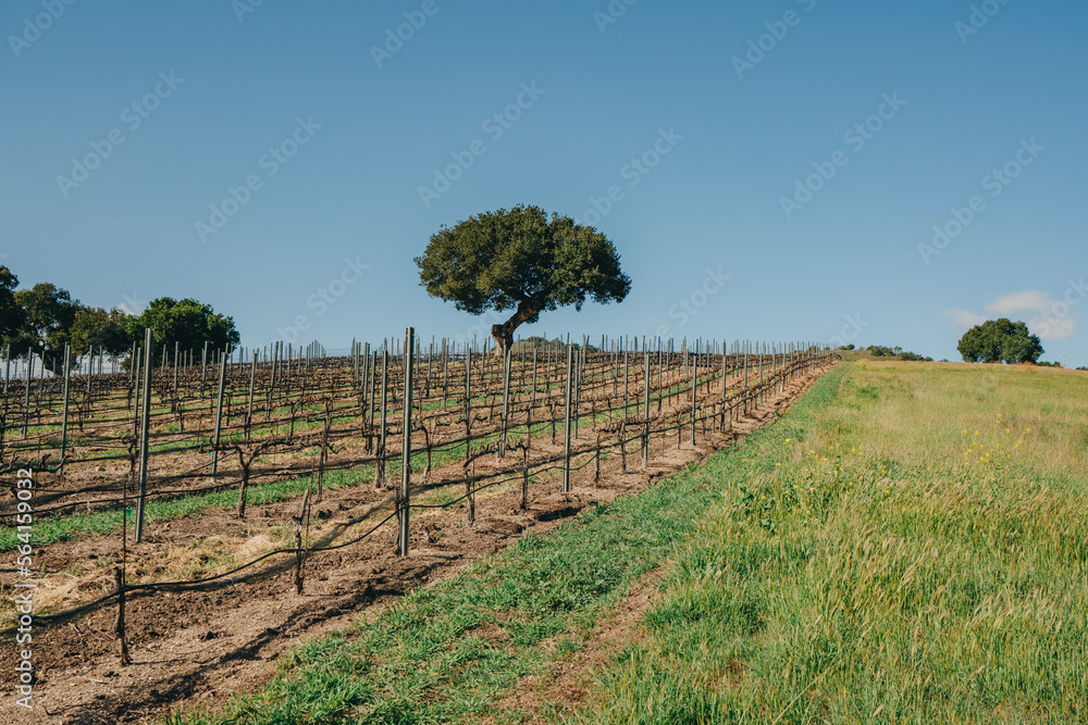 Vineyard rows at a winery in San Luis Obispo County, California.  Early spring season