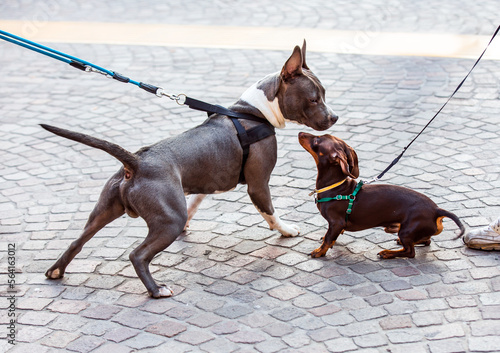 Photography The meeting of two dogs with the leash on the street