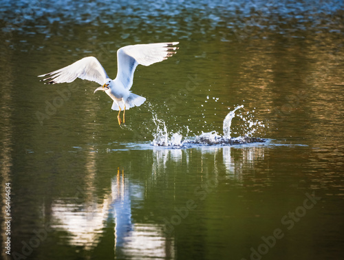 White gull fishing with wings spread. Seagull with fish in beak . Clearly show full body, white feather texture and black wings tip. © Dan Badiu