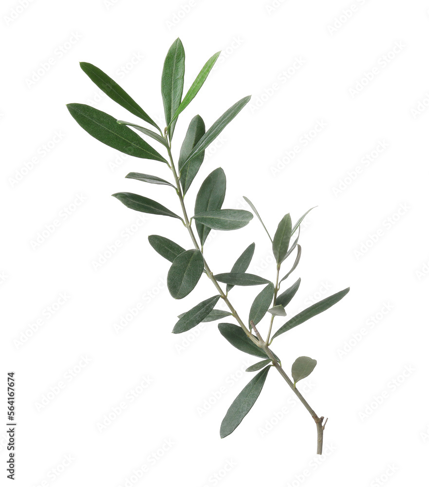 Olive twig with fresh green leaves isolated on white