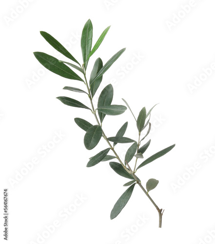 Olive twig with fresh green leaves isolated on white