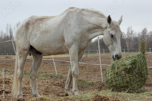 The white horse eats straw