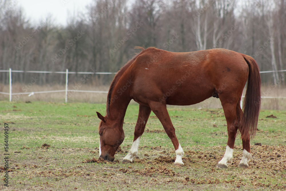 Obraz premium A large brown horse in a pen eating grass