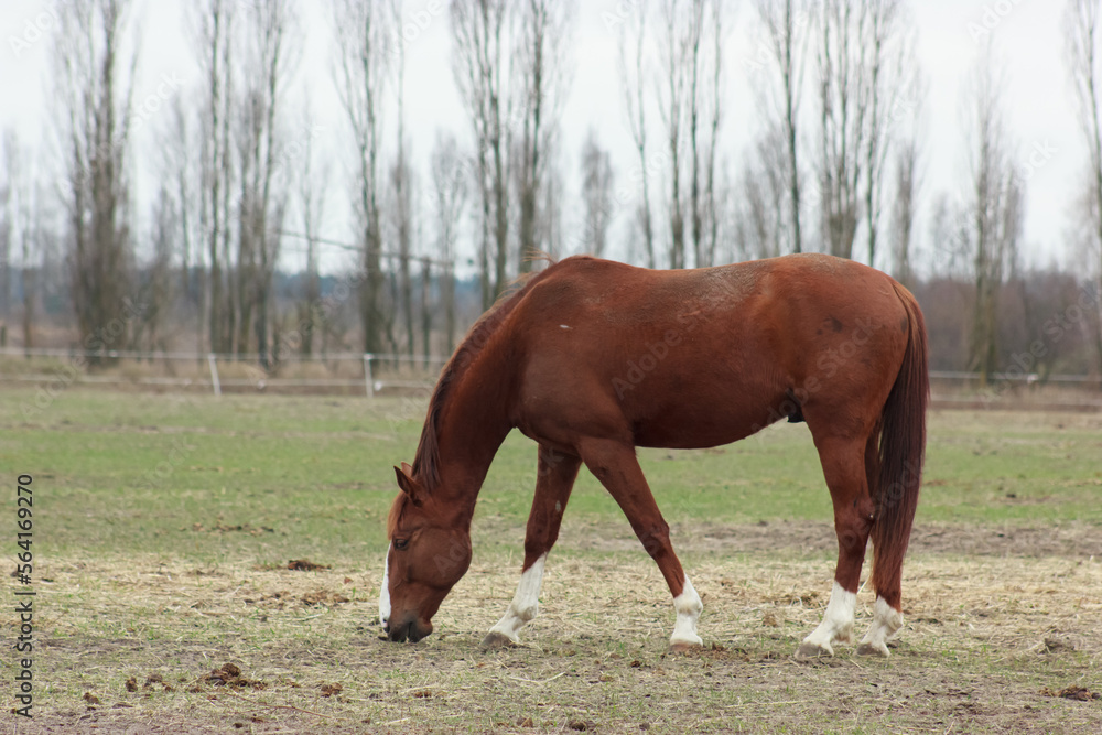 A large brown horse in a pen eating grass A large brown horse in a pen eating grass