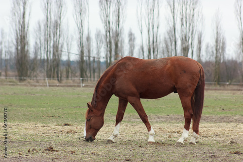 A large brown horse in a pen eating grass