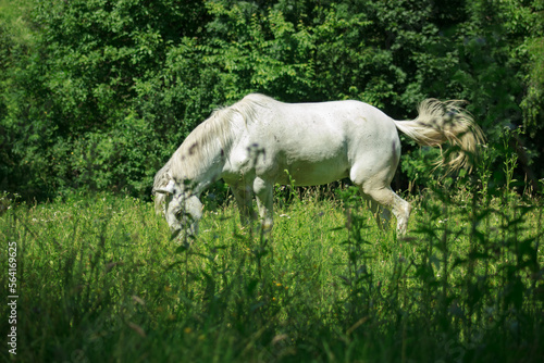 A white horse on the field