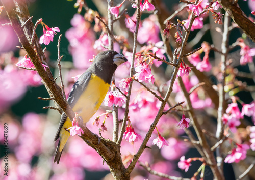 A male Spot-winged Grosbeak (Mycerobas melanozanthos) perched on a Cherry blossom tree at Ang Khang, Chiang Mai, Thailand. bird and Cherry blossom flower photo