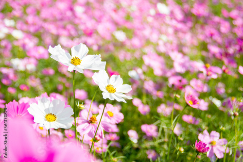 Close up white cosmos flowers on cosmos field blurred background.