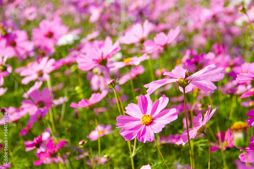 Cosmos pink flowers blooming beautifully in the garden with pink blur background.