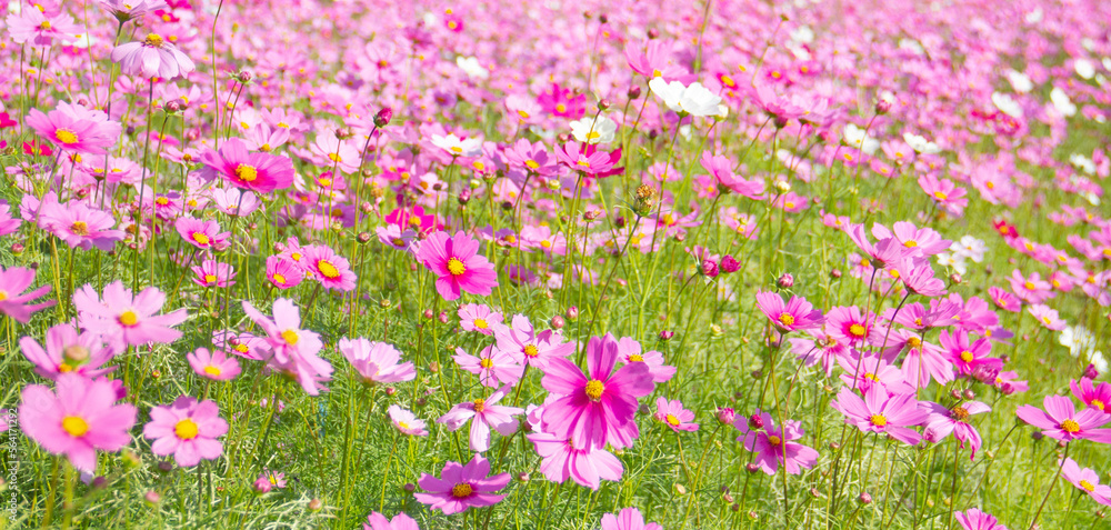 Naklejka premium pink cosmos flower blooming in the field.