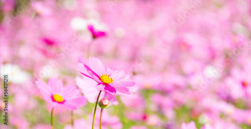 Close- up pink cosmos flowers on cosmos field blurred background.