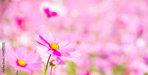 Close-up shot of pink cosmos on blurry background of cosmos field. romantic concept. © Aoiiz