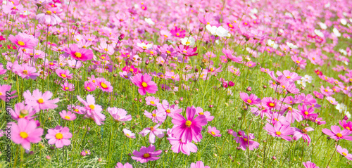 pink cosmos flower blooming in the field. © Aoiiz