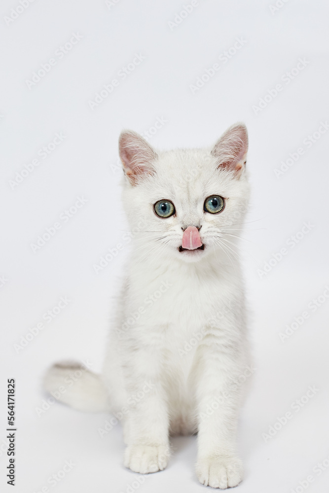 A beautiful white kitten British Silver chinchilla on a white background