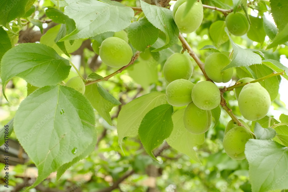 fruits of Japanese plum tree