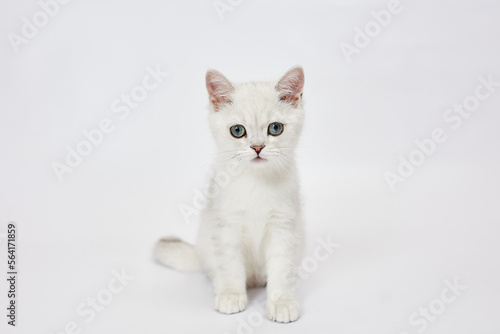 A beautiful white kitten British Silver chinchilla on a white background