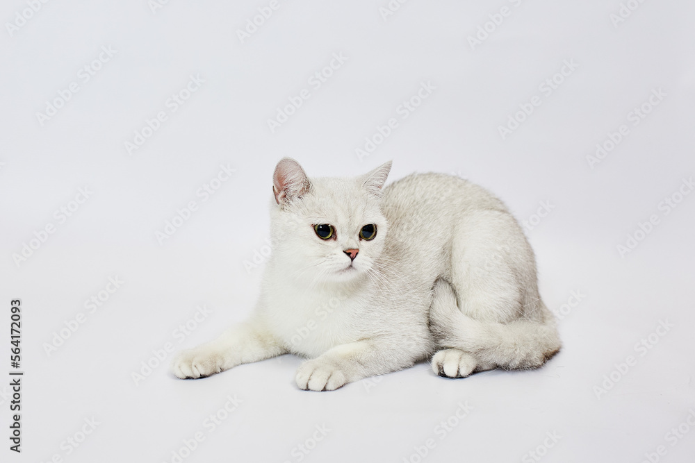 A beautiful white cat British Silver chinchilla on a white background