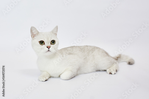 A beautiful white cat British Silver chinchilla on a white background