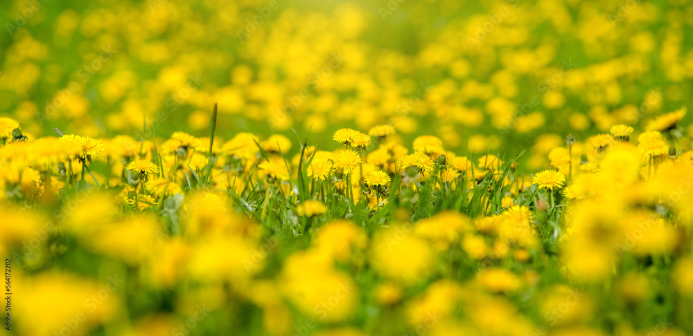 Fototapeta premium Yellow dandelions blooming on grass background