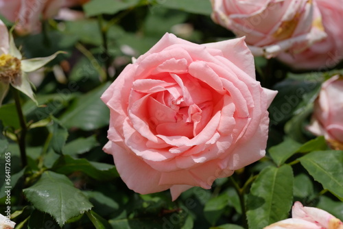 Hamamirai rose in full blooming