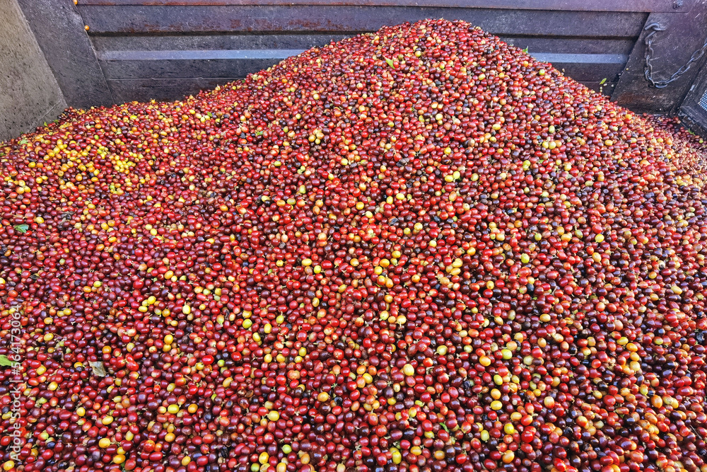 Fototapeta premium close up of fresh coffee beans for background 