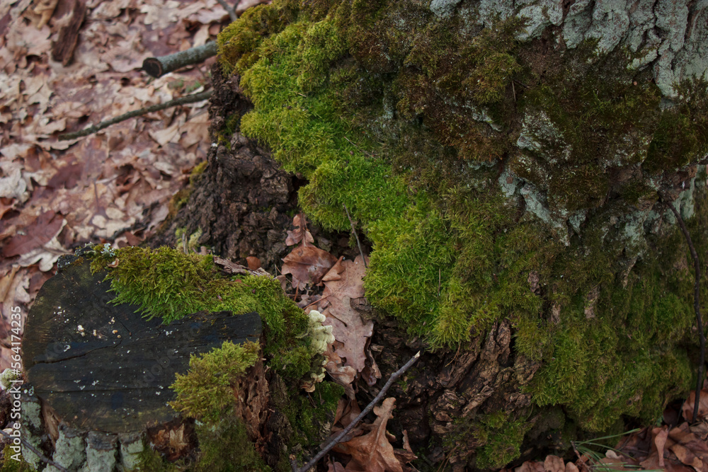Moss on the bark of a tree