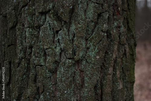 Moss on the bark of a tree