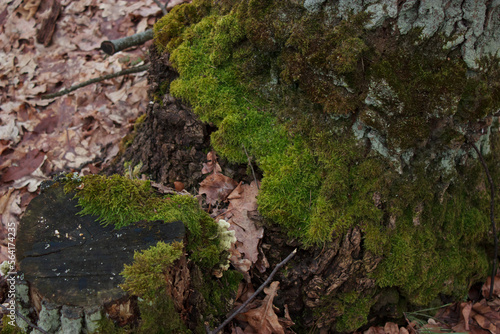 Moss on the bark of a tree © Andryyyyyyyyyyy