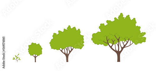Tree growth stages. Ripening period infographic progression. Tree life cycle seedling phases. Vector illustration.
