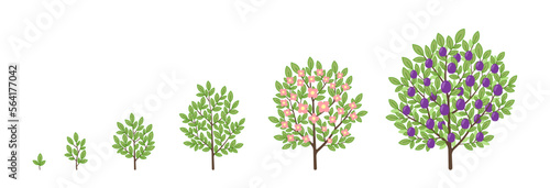 Plum tree growth stages. Fruit tree life cycle. Vector infographic illustration.