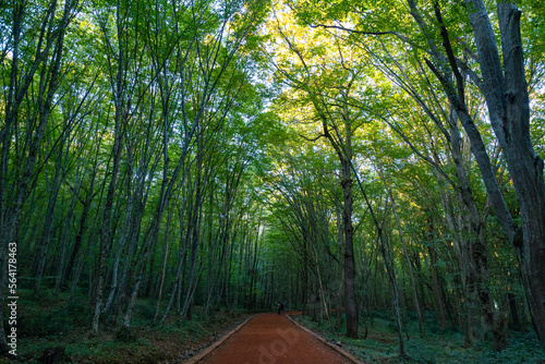 Forest and jogging trail. Hike or jog trail in Belgrad Forest photo