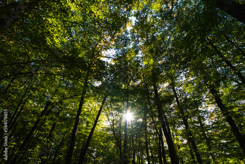 Wide angle view of lush forest from below with sunlight between the trees