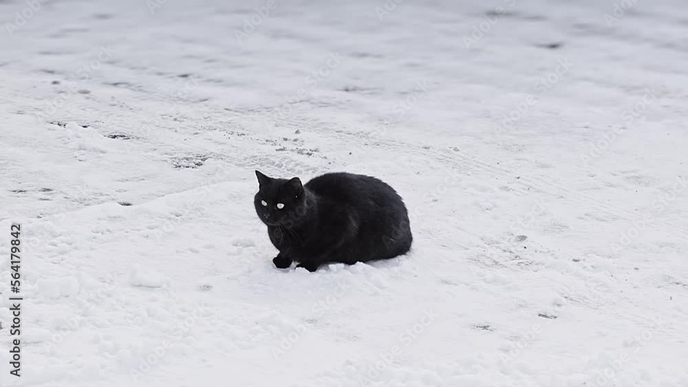 black cat sits on the snow, observes the surroundings black cat sits on the snow, observes the surroundings