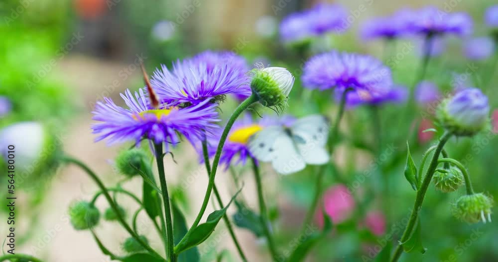 Butterfly and bee gathering honey from pink blooming flowers in a garden 4k fhd video