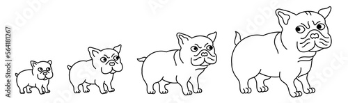 Stages of bulldog growth set. From puppy to adult dog. Animal pets. Editable outline stroke. Vector infographic.